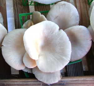 Healthy Mushrooms